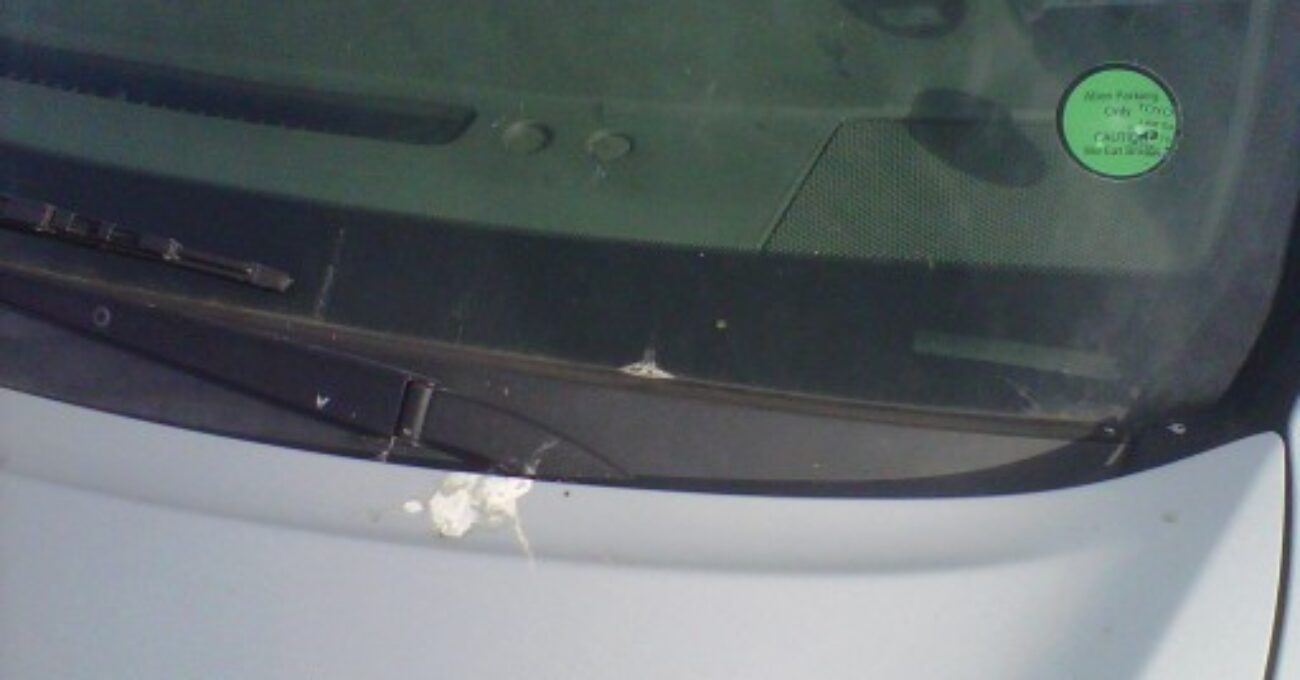 Bird Shit