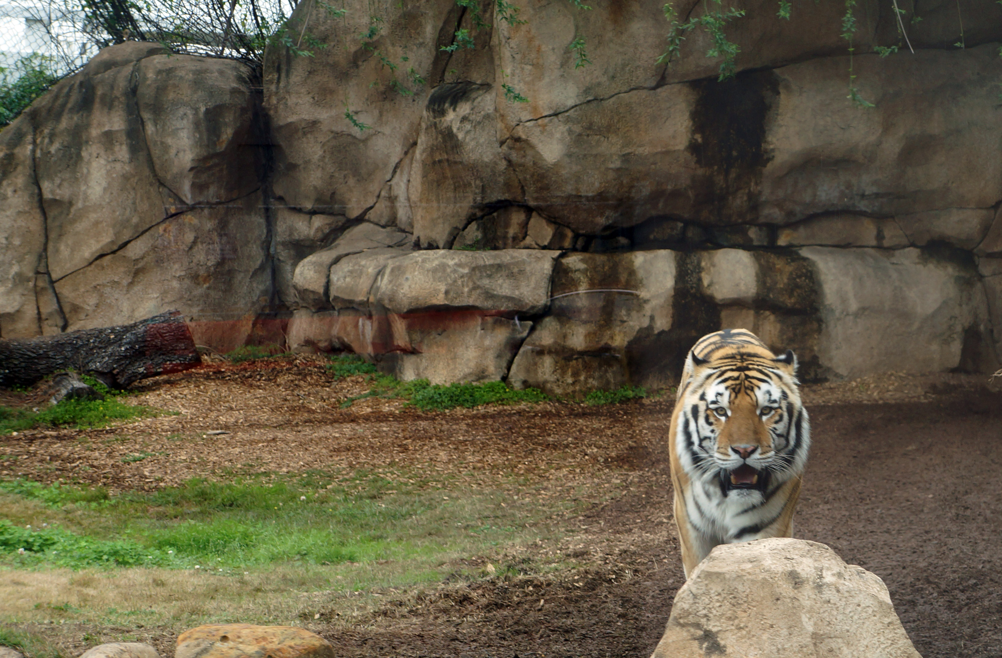 Mike the Tiger